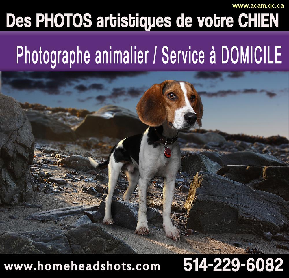 174686, Photographe-pour-chiens