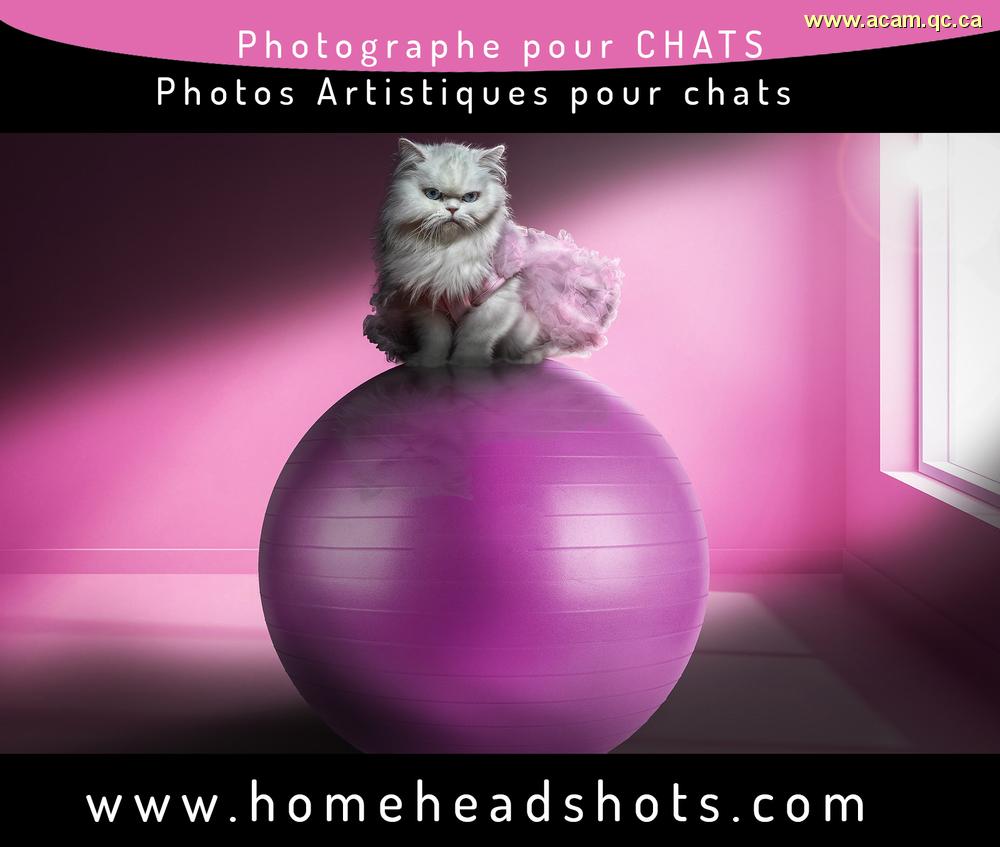 174687, Photographe-pour-vos-chats