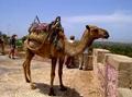 accueil-au-maroc