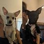 Chihuahuas-a-vendre